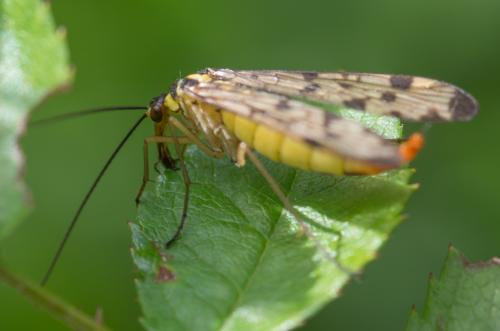Panorpa sp.